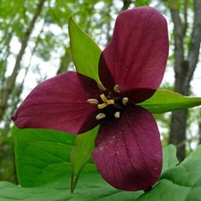 12 Erectum Sulcatum trillium, Barksdale's Trilliam, Furrowed Wake-robin, Souther