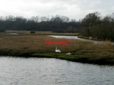 PHOTO  2002 ISLAND IN BARTLEY WATER JUST BEFORE THE RIVER FLOWS PAST ELING TIDE