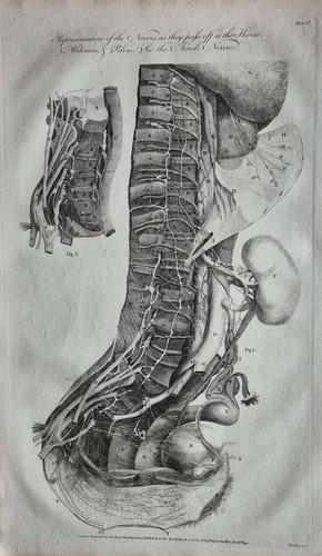 1790 DATED PRINT HUMAN ANATOMY NERVES PASSING THORAX ABDOMEN PELVIS