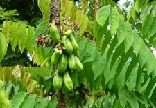 Organic Sun dried Averrhoa Bilimbi leaves Pure Natural Sorrel Leaf cucumber rare