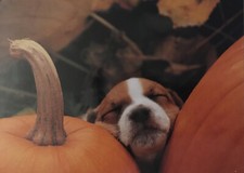 Lot Of 6 Halloween Greeting Cards With Envelopes Puppy Dog Pumpkin Fall Crafty