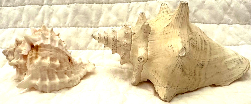 2 Natural Marine Gastropod Seashells - Ramose Murex Shell & Queen Conch Shell