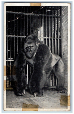 Chicago Illinois IL Postcard Bushman Gorilla Was Captured Equatorial West Africa