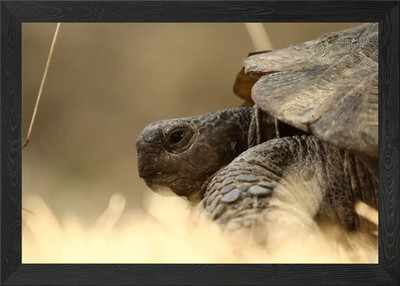 Portrait einer Schildkröte gerahmtes Wandbild Poster Leinwanddruck Bild