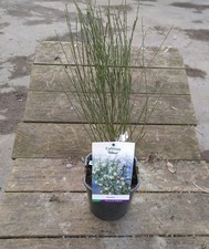 Weißer Edel-Ginster Albus -  Co. 2 L