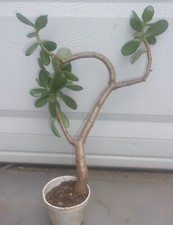 LUCKY JADE PLANT 12 INCHES TALL IN HEALTHY CONDITION