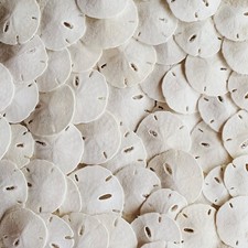 Tumbler Home Small Natural White Sand Dollars 50 pcs - Wedding - Sea Shell Cr...