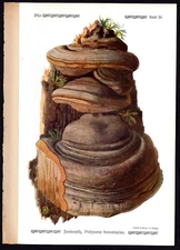 1913 Original Antique Color Print Polyporus Fomentarius - Horse Hoof Fungus