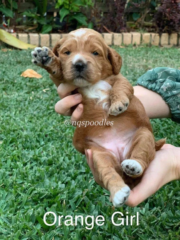 spoodle puppies for sale gumtree