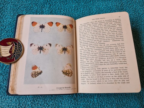 Wayside & Woodland, Butterflies of the British Isles, South, 1916-19, HB with DJ - Picture 14 of 21