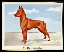 MINIATURE PINSCHER Toy Dog Full Speed Cigarette Card - Dutch c. 1954
