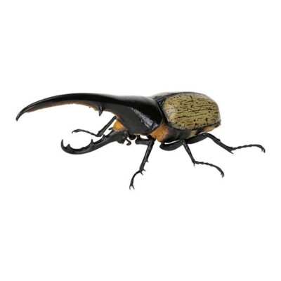 Creature Encyclopedia Beetle 07 Hercules Beetle Online