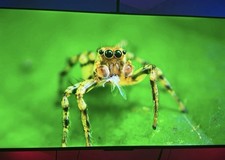 TCL 50" 4K UHD HDR 2160p QLED Google Smart TV 50Q51K 