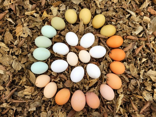 12 Rainbow Hatching Eggs