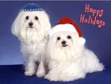 Pet Interfaith Christmas & Hanukkah Cards:Dog Maltese