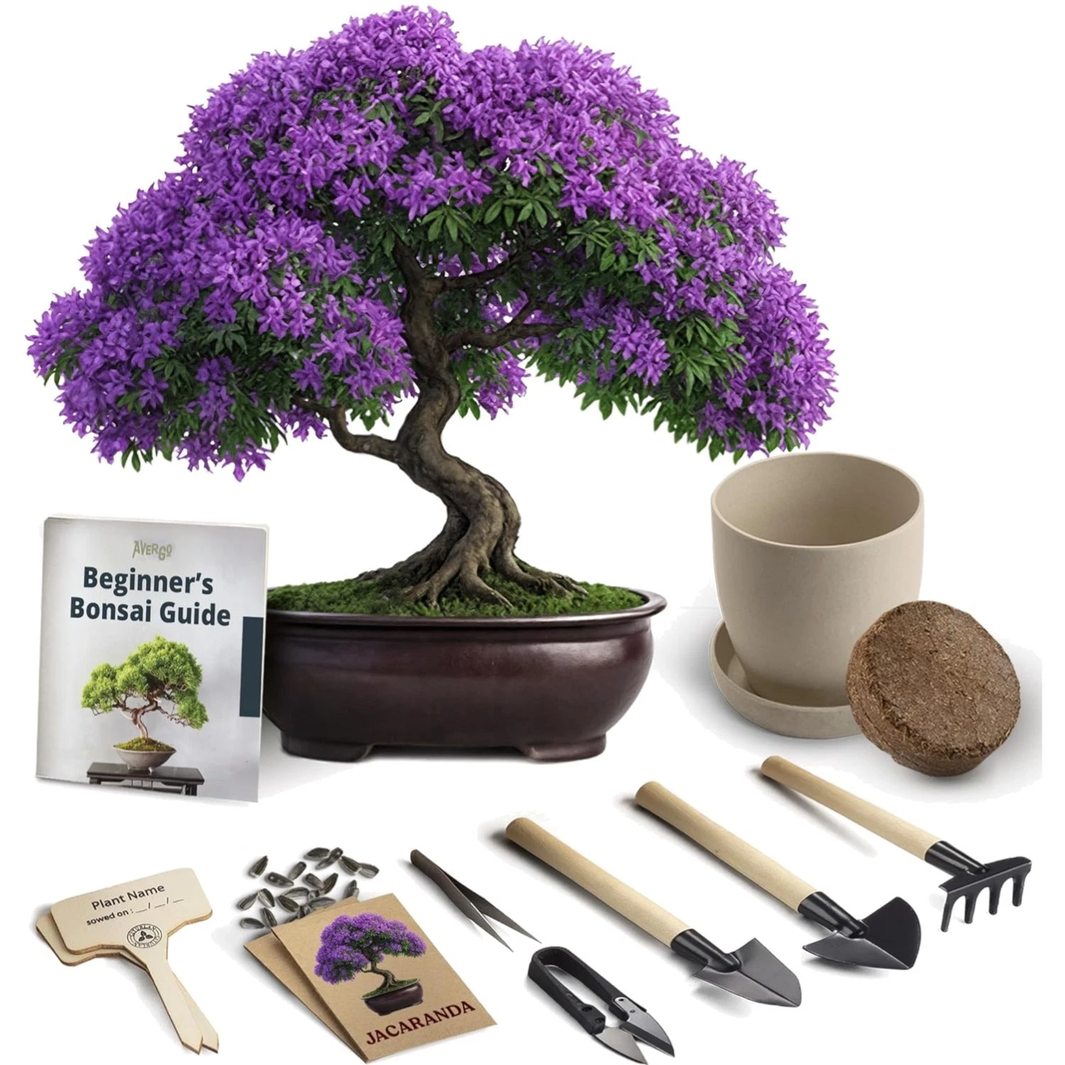 Bonsai Starter Kit – Growing Jacaranda Bonzai Tree | Complete Indoor Tree Kit...