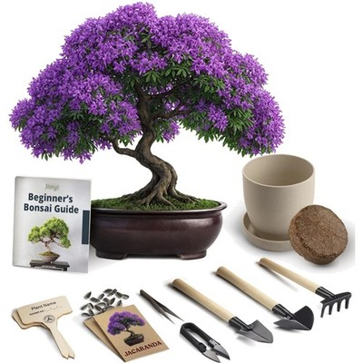 Bonsai Starter Kit   Growing Jacaranda Bonzai Tree | Complete Indoor Tree Kit...