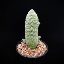 Wyprzedaż 9,3 * 2,9cm Rzadka roślina Pseudolithos migiurtinus WYSIWYG Własny butik korzeniowy