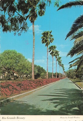 Postcard Rio Grande Beauty, palms and bougainvillea 1980's VTG CC9.