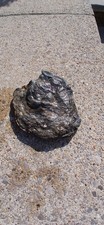 Fossilised Oyster Shell Jurassic Coast 155-160 Million years Old! Rare!