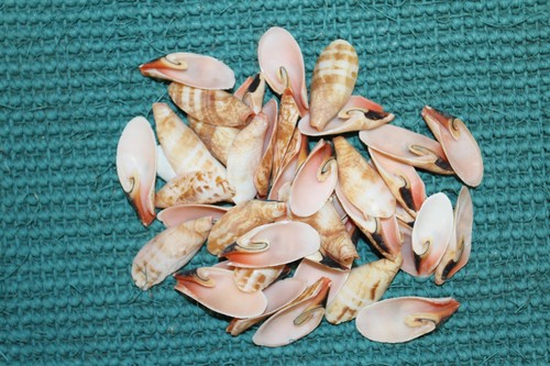LARGE LUHUANUS Lily Cut Seashells,Beach Art,Seashell Flowers,Sliced Shells CS-55 - Picture 2 of 10