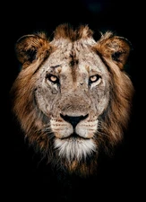  African Lion Portrait,  Fine Art Giclee Print,  Wildlife Art Print,  Photograph