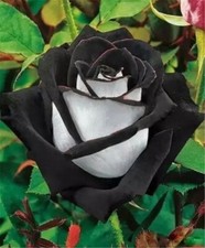 20 SEEDS for Black/White RARE blend Rose tea flower bush exotic plant USA Seller