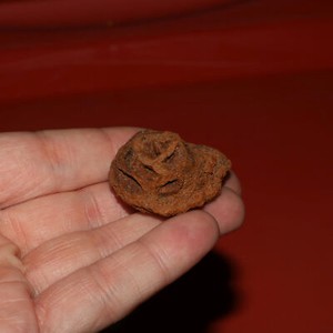 Meta Sequoia Pine Cone Fossil - Hell Creek Formation Cretaceous - Beautiful