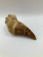 Rare Mosasaurus hoffmanni Fossil Tooth Genuine Dinosaur Era Marine Predator 