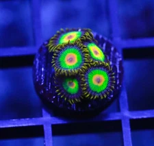 DIYreefer Live Coral WYSIWYG Rasta Zoa Frag