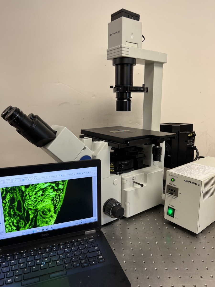 Olympus IX51 Inverted Microscope Fluorescence Phase Contrast 5MP