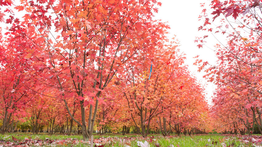 Acer x freemanii AUTUMN BLAZE HYBRID RED MAPLE TREE Seeds! | eBay