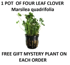 1 Pot of Four clover leaf Marsilea quadrifolia planted tank aquarium aquascaping