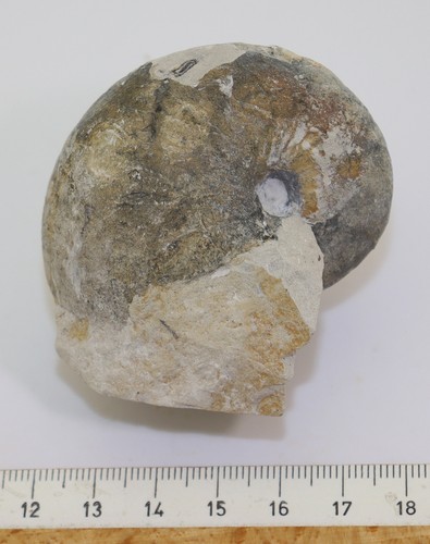 Ammonit, Eutrephoceras sp., Kreide, Campan, Misburg, Deutschland-L910 - Picture 7 of 7