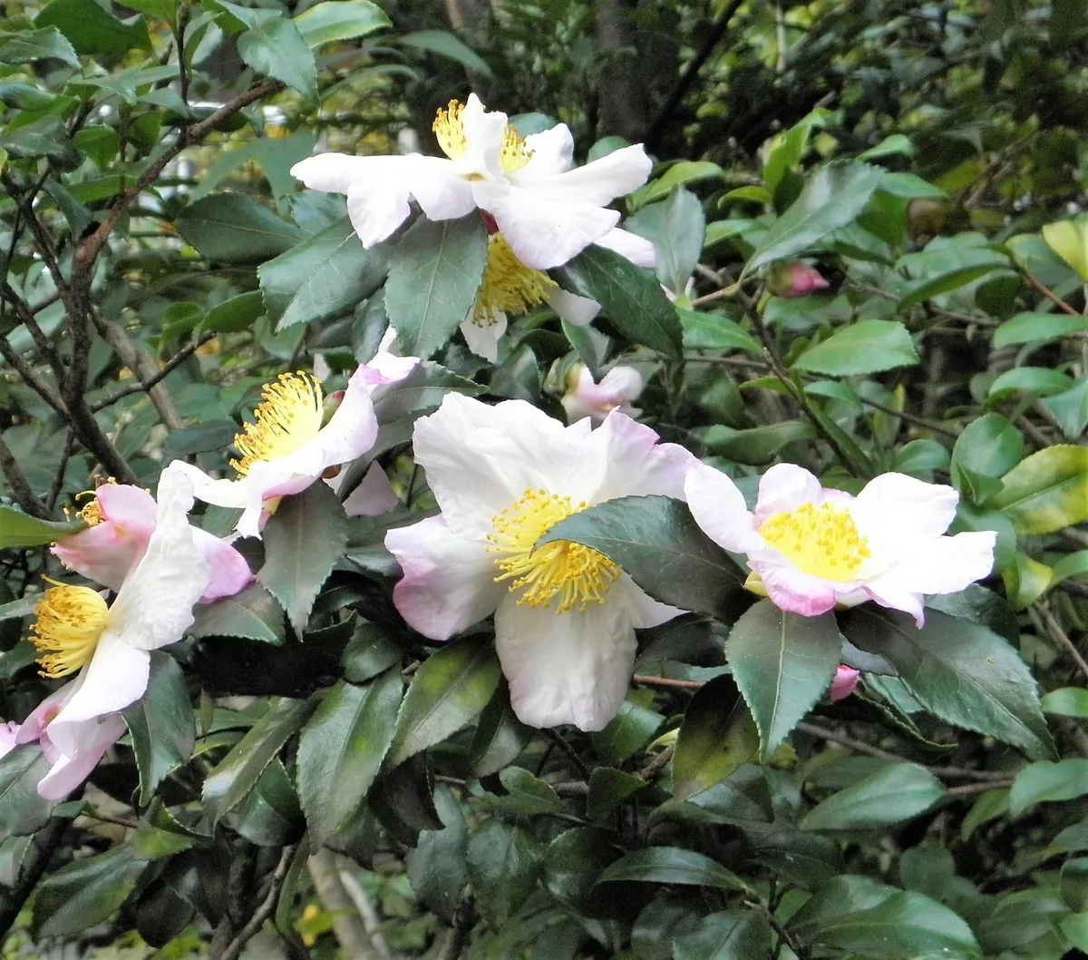 Tea camellia online
