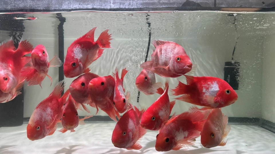 Super Red KingKing Koi parrot 5.5 To 6” – Vibrant Aquarium Fish – Overnight Ship - Image 4 of 4