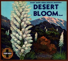 DESERT BLOOM Brand Original Fruit Crate Label - Redlands, California