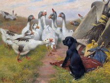 Dog and Duck On Guard Accent Tile Mural Kitchen Bathroom Backsplash Ceramic 8x6