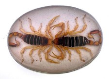 Hecho Mexico Real DUAL Scorpion Vintage Western Belt Buckle RODEO MEN WHITE COW