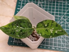 Aglaonema Pictum Tricolor Rare Aroid Indoor Houseplant unique camouflage pattern