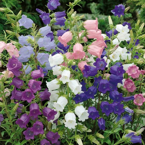 CAMPANULA MEDIANA MEZCLA (12.000 SEMILLAS) CAMPANAS CANTERBURY - ¡FLOR PERENNE! - Imagen 2 de 3