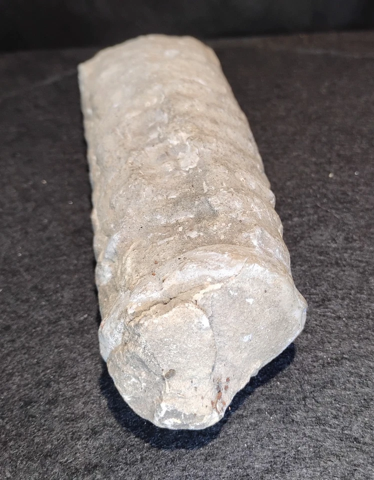 Rare Giant Well Preserved Actinoceras Cephalopod 9" - Image 3 of 4