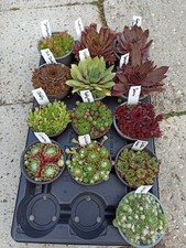 13 Sorten Mit Namen Sempervivum  Hauswurz