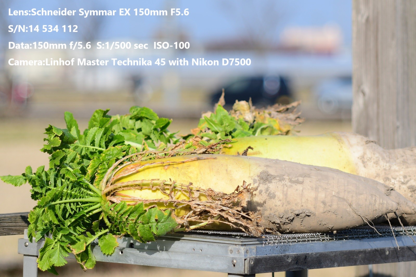 【Tested TOP MINT】 Schneider Symmar EX 150mm f/5.6 4x5 Strandard Lens From JAPAN