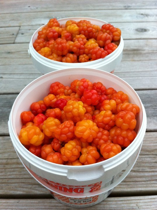 Organic Cloudberry Jam 425 g 15oz Hjortronsylt, Hilla, Molte, Multe, Moltebeeren eBay