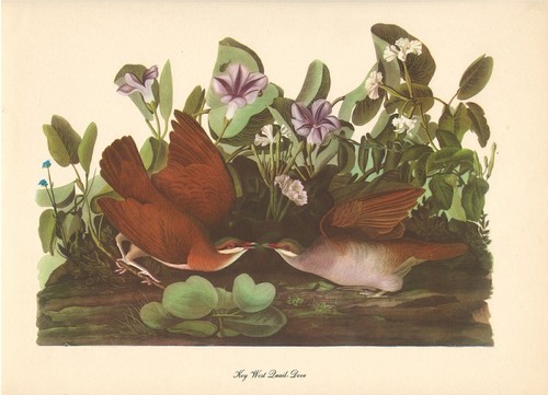 AUDUBON Print Vintage KEY WEST DOVE Original Roger Peterson LARGE 12x9 Bird - Picture 2 of 3