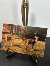 Vermont's Native Deer Postcard Frank L. Forward