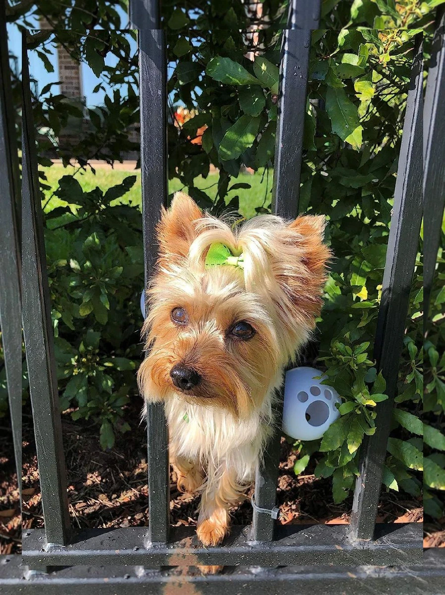 Harness to keep top dog from jumping