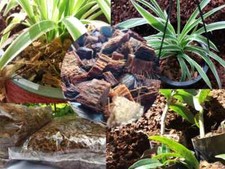 Coconut Husk Dry Chips 100 Natural Clear Organic Fiber Coco Coir Chips