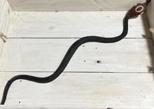 Ja-Ru Life-Like Snake Toy Rubber Figure 13 Inches Long very good  